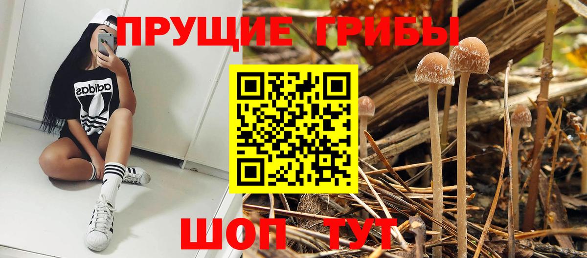 продажа наркотиков  Вход с VPN  Галлюциногенные грибы прущие грибы  Кисловодск  Псилоцибиновые грибы Psilocybine cubensis 