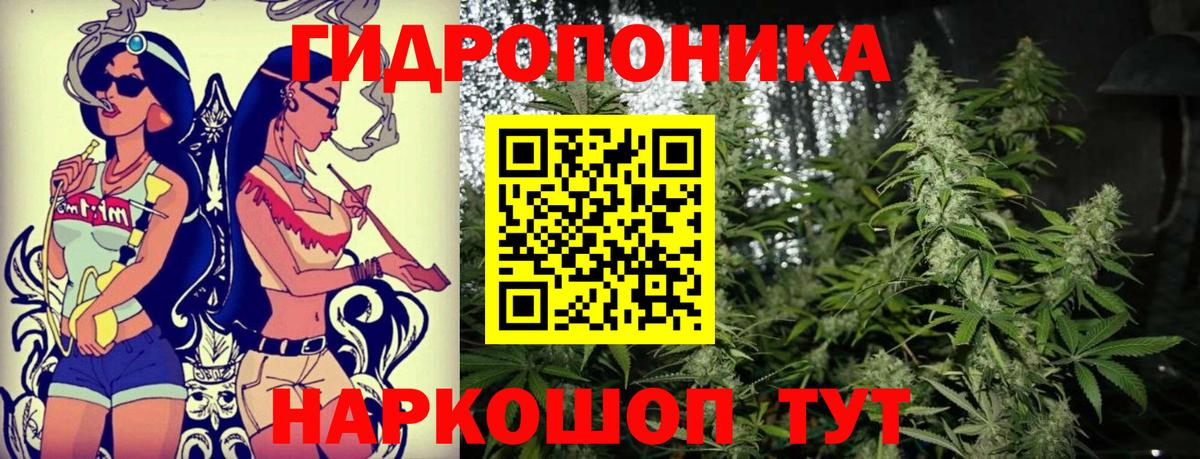 Конопля сатива Кисловодск
